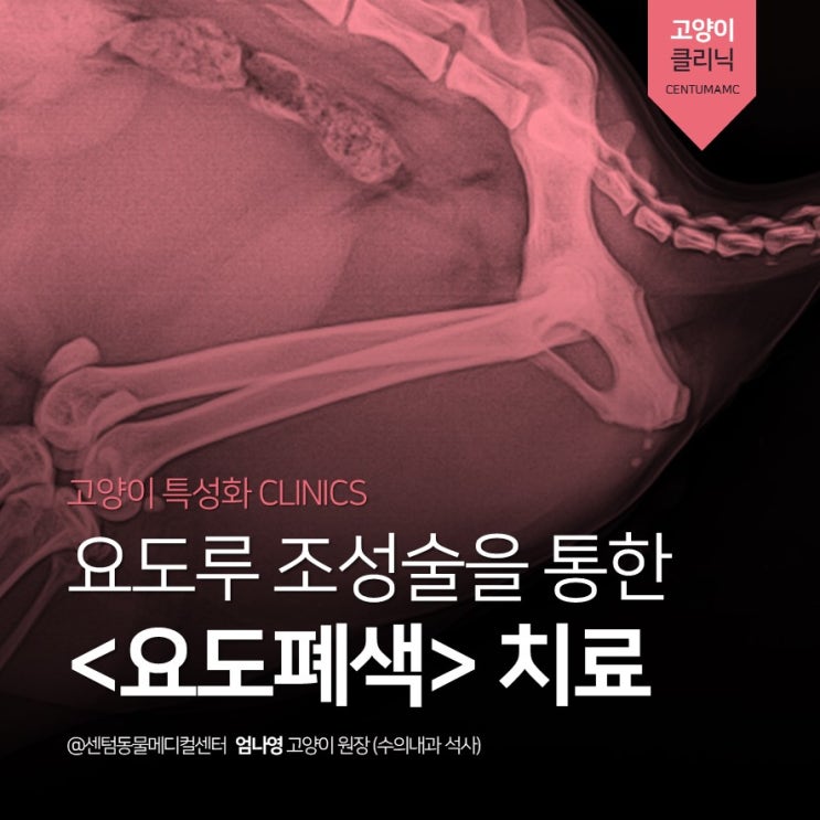  [고양이병원] 회음요도루 조성술(perineal urethrostomy) 을 통한 요도폐색 치료 (부산 센텀동물메디컬센터)