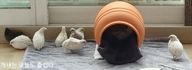  개새