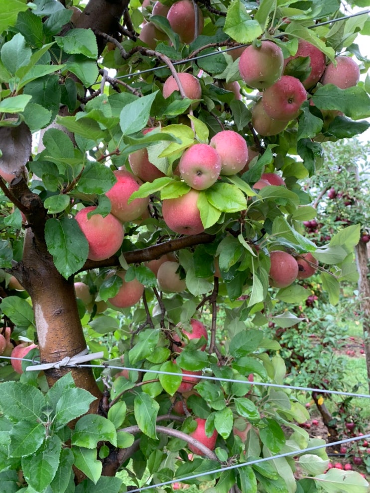 미시간 사과 따기 - Schwallier's Country Basket 애플피킹 apple picking 미시간 사과 따기 - Schwallier's Country Basket 애플피킹 apple picking