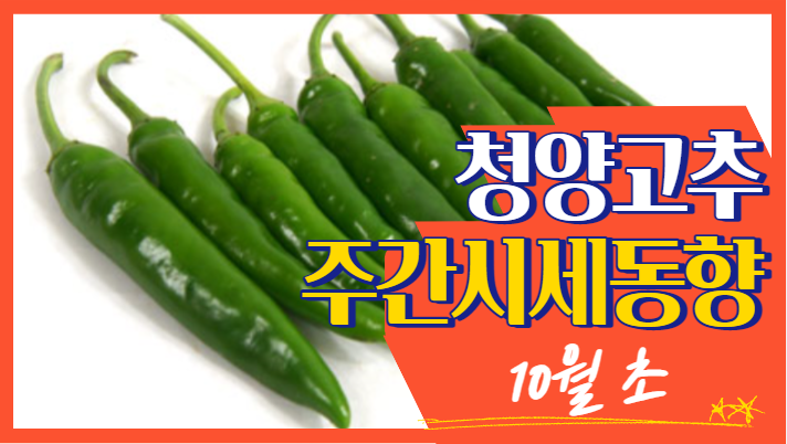  [경매사 주간보고] 10월초 기준으로 바라본 "청양고추" 시세동향