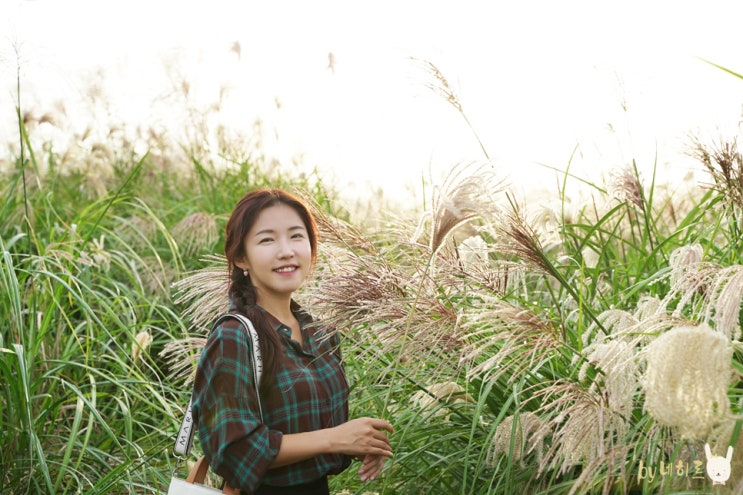 상암 하늘공원 서울 억새 핑크뮬리 나들이 상암 하늘공원 서울 억새 핑크뮬리 나들이