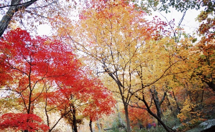 서울 관악산 단풍 등산코스 서울대 입구 연주대 원점회귀