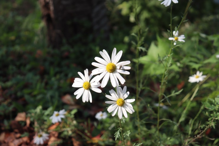  대청호 산책길(4월은 벚꽃길) 힐링 꽃 사진
