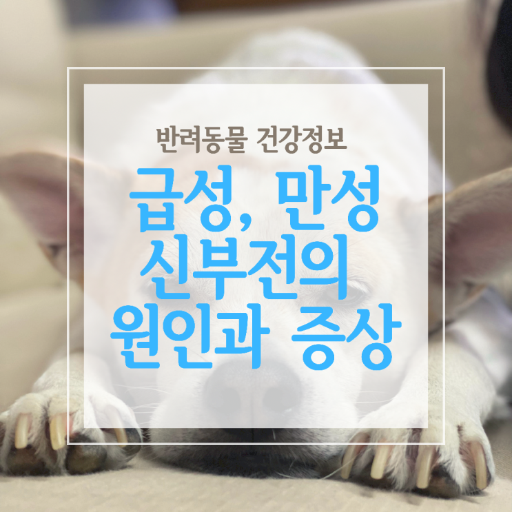  강아지와 고양이의 급성, 만성 신부전증 원인과 증상!