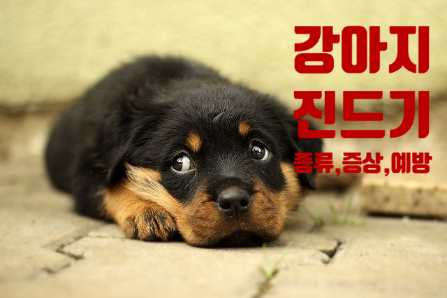  강아지 진드기 종류와 감염시 증상, 제거 방법, 예방까지 알아보자