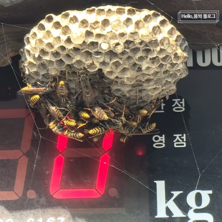  높은곳에 있는 말벌집, 이럴땐 안전하게 119 신고하자