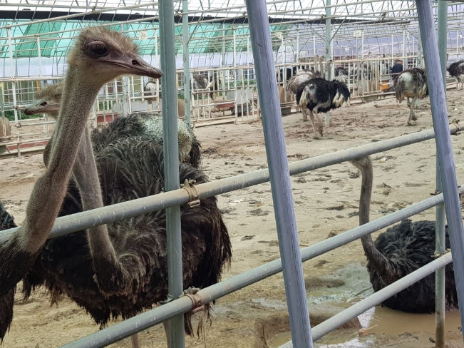  파주 동물농장 아기와 비오는날 먹이주기 체험