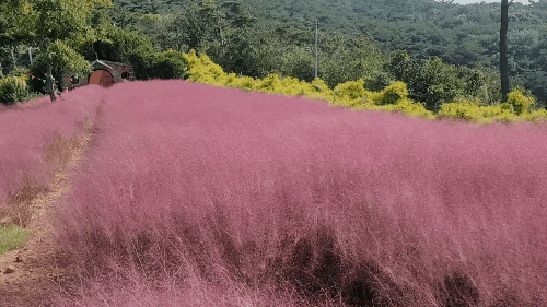  사람들이 잘 모르는 안면도 핑크뮬리 명소
