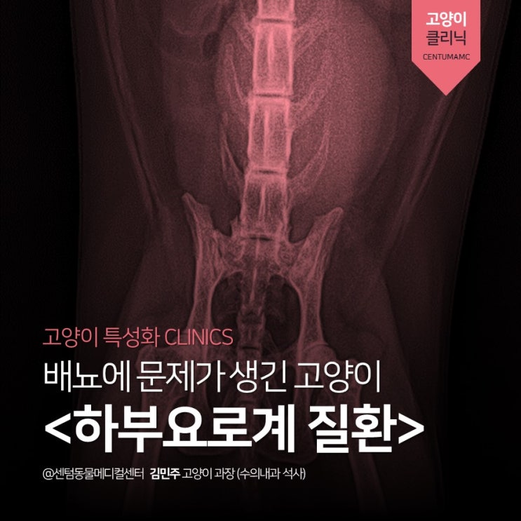  화장실 문제 생긴 고양이! <하부요로계 질환> (부산 365일 고양이 전문진료 센텀동물메디컬센터)