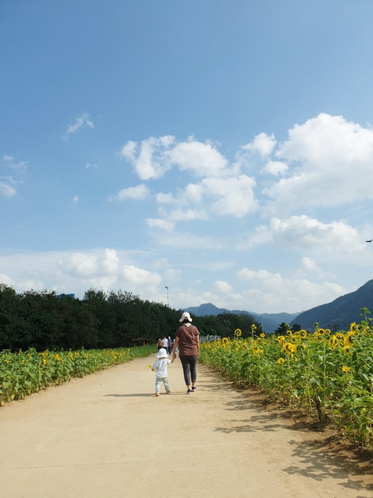  [밀양가볼만한곳] 부산근교 아기랑갈볼만한곳 ! 밀양산외면해바라기꽃단지