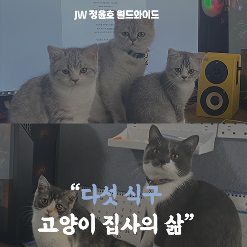  냥이 천국 다섯 식구 고양이 집사의 삶