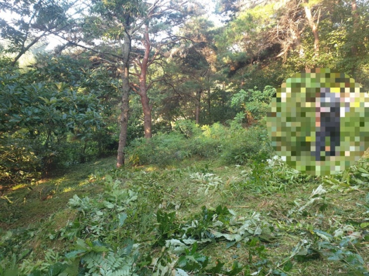  2021년 경북 김천시 #벌초대행 고인돌장묘개발장의사