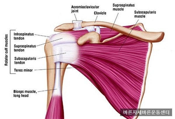 [어깨충돌증후군] 팔을 올릴때 어깨가 아파요
