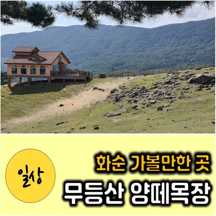 화순 무등산 양떼목장 한국에 이런 곳이 있었어?