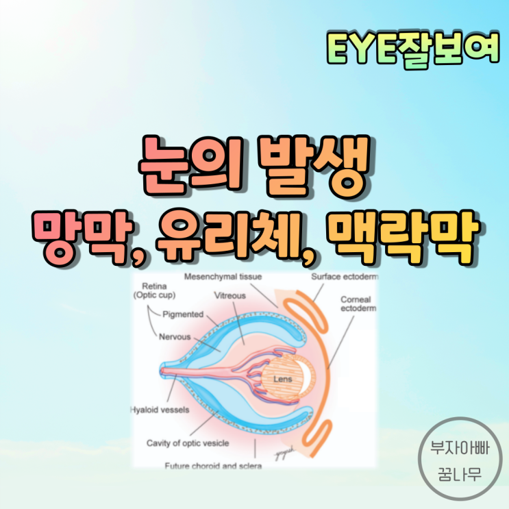 [EYE잘보여] 눈의 발생 - 망막의 발생, 유리체의 발생, 맥락막의 발생