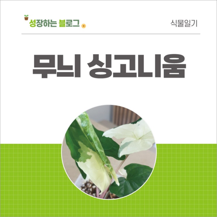  무늬 싱고니움 키우는 방법