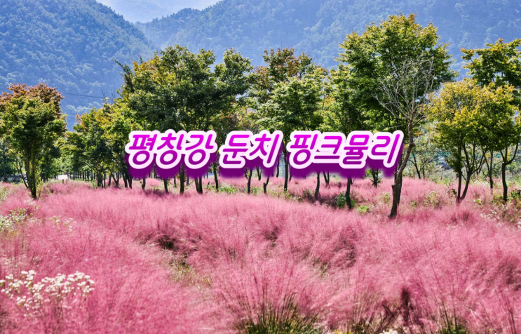 평창강 둔치 핑크핑크 핑크뮬리