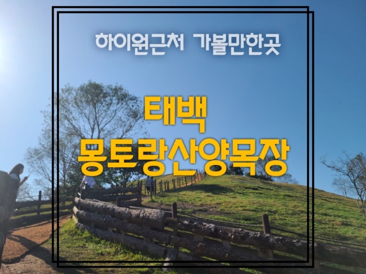  [하이원근처가볼만한곳/태백가볼만한곳] 몽토랑산양목장