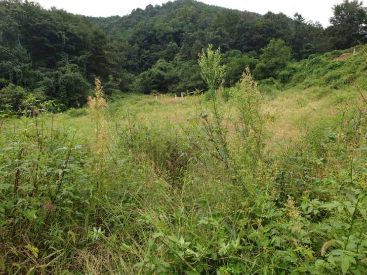  2021년 경북 김천시 벌초 벌초대행 고인돌장묘개발장의사 #김천벌초