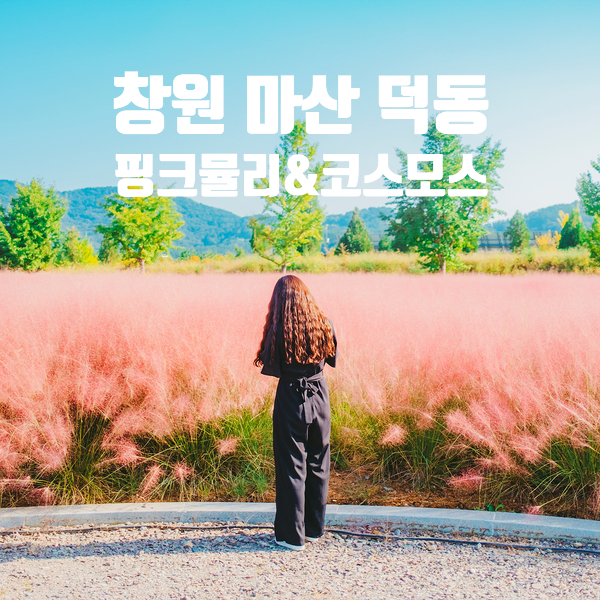  [잠정폐쇄]마산 덕동 핑크뮬리 맑은물 플라워가든 창원 드라이브