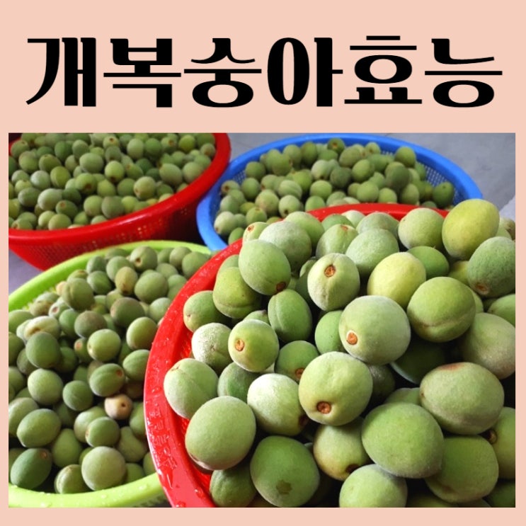  개복숭아 효능 효소