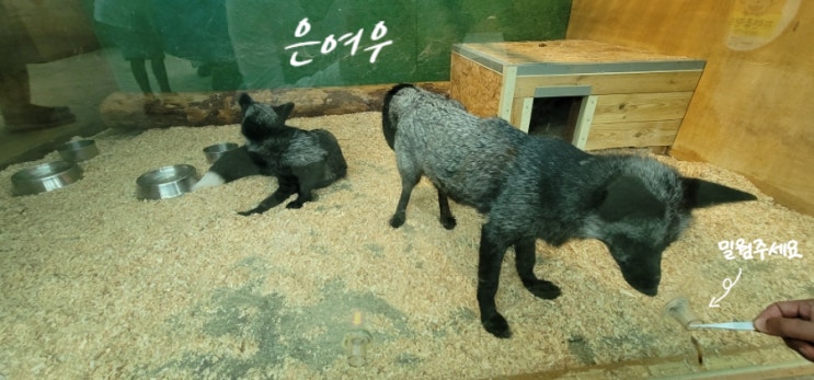 강화도 가볼만한 프렌쥬랜드 사막여우가 있다고?