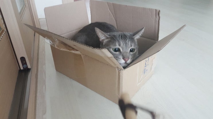  [일상] 도도한 빙구 아리와 고양이 캔따개 집사일상