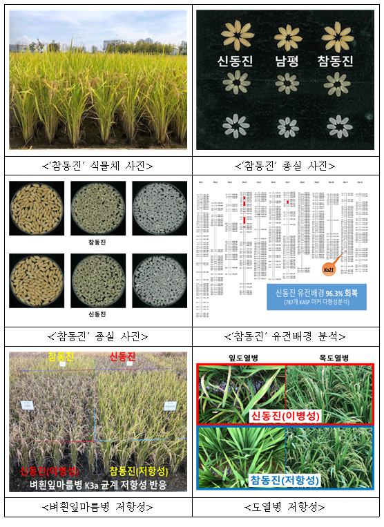 ‘신동진’보다 밥맛 좋고 병에 강한 ‘참동진’ 개발_농촌진흥청 ‘신동진’보다 밥맛 좋고 병에 강한 ‘참동진’ 개발_농촌진흥청