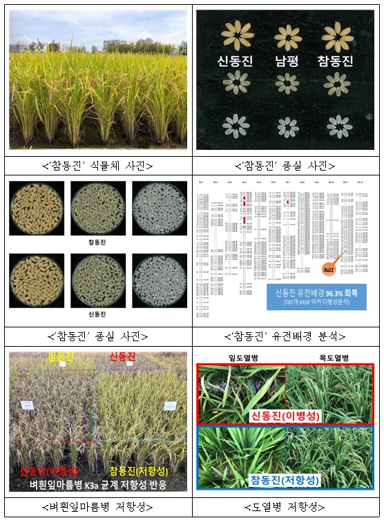 ‘신동진’보다 밥맛 좋고 병에 강한 ‘참동진’ 개발_농촌진흥청