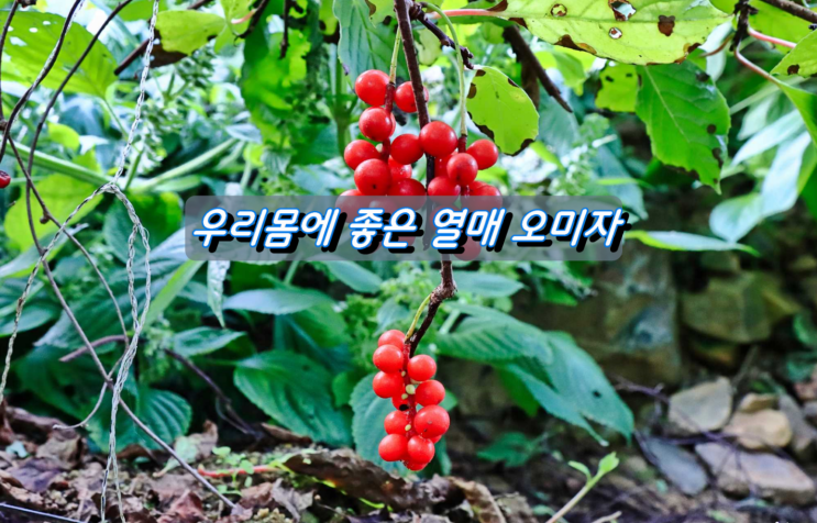우리몸에 좋은 빨간색 열매 오미자 우리몸에 좋은 빨간색 열매 오미자