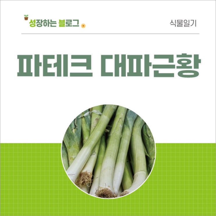  베란다에서 파 키우기