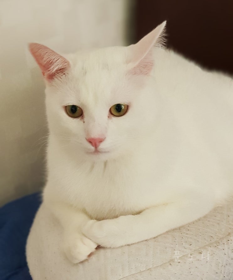  잡종고양이 레오 방광염 치료 후기(방광염 증상 및 치료)