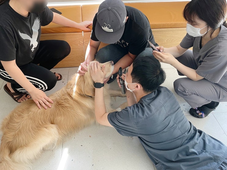  [서울 송파 동물병원알루]과잉진료 없는 리트리버 대형견 건강검진,귀 사마귀 제거