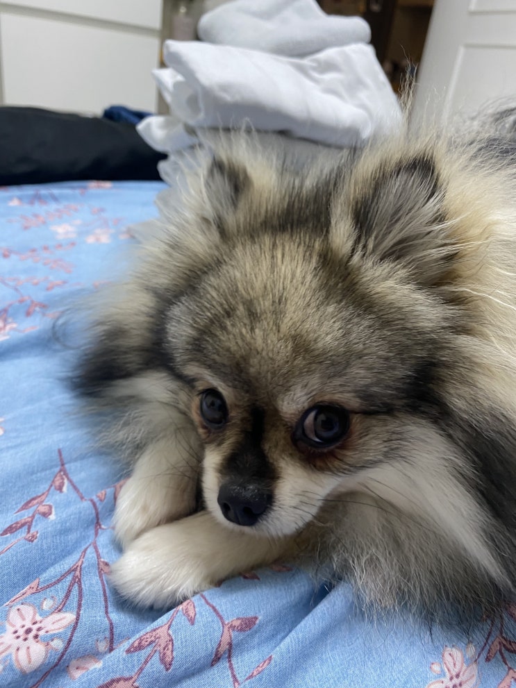  꾸러기 꾸꾸