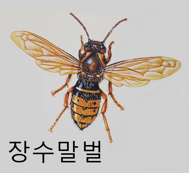 말벌 종류 특징 크기 먹이 (개미벌 잎벌 혹벌 맵시벌 대모벌 나나니 등)