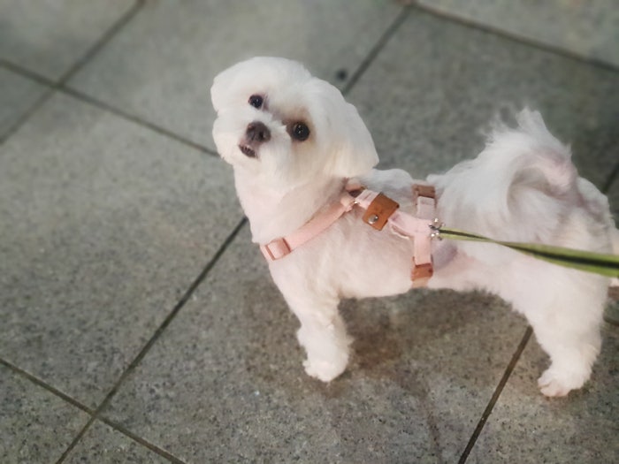 강아지 앞발 절뚝거림에 관절 영양제 콘피스 세달 급여 후기