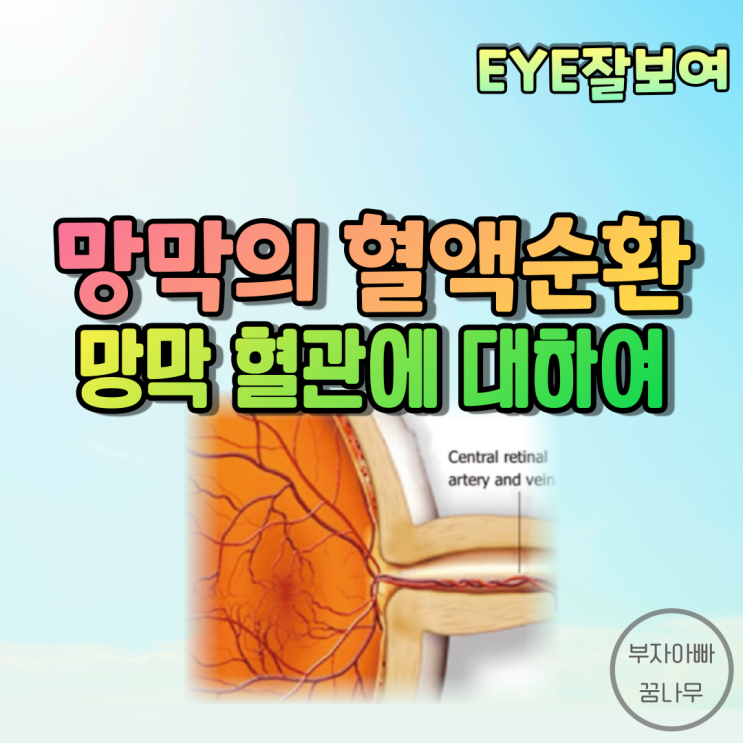 [EYE잘보여] 망막의 혈액순환 - 망막혈관, 구성, 분포, 생리, 특징