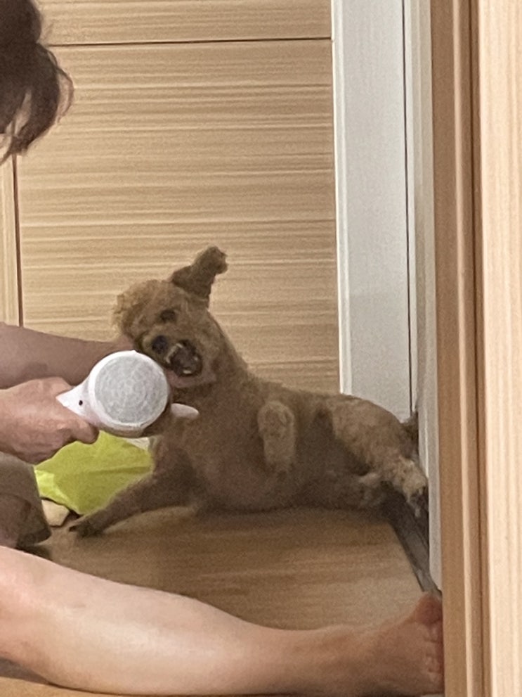  포모스 선정 가장 포악한 강아지 푸들