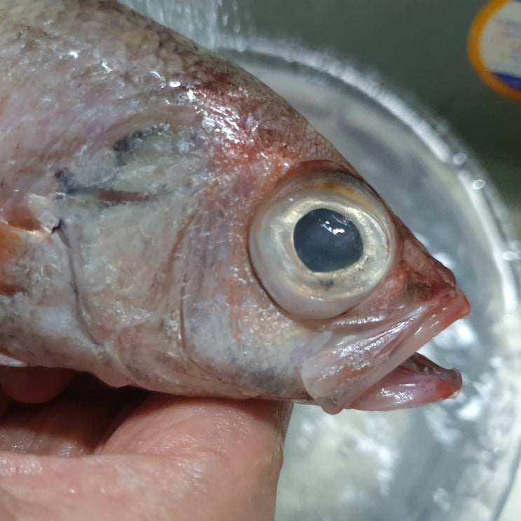 눈볼대 금태 맛있게 생선 굽기 소금 간 후라이팬 부침가루