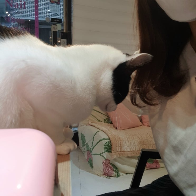  삼성동 네일] 네일공간 : 고양이랑 함께하는 네일케어(내돈내산)