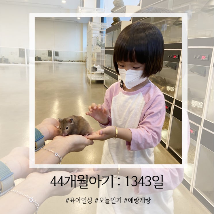  1343일, 작은 동물 친구들, 동물 카페 다녀왔어요