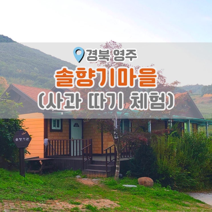  영주 가볼 만한 곳 솔향기마을에서 사과 따기 체험 (정도너츠, 랜드컴포트)