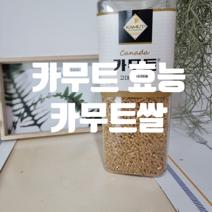  착한탄수화물 카무트&카무트쌀/카무트 효능