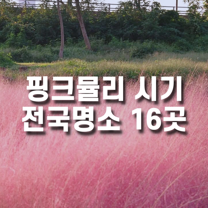 핑크뮬리 시기, 전국 명소 16곳 알아보기