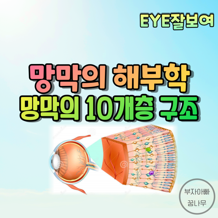 [EYE잘보여] 망막의 해부학적 구조 - 망막의 10개 층(Layers)
