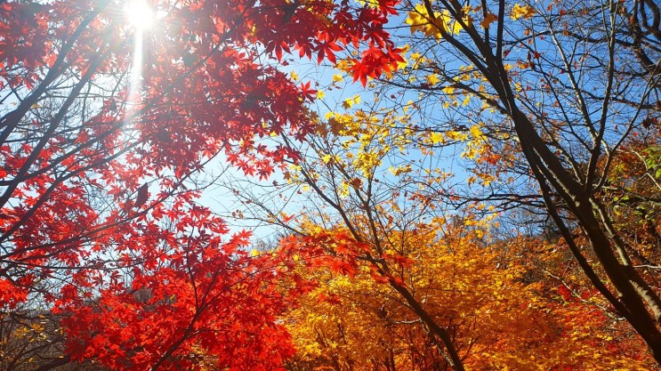 [경기도 광주 여행] 가을 단풍 명소 곤지암 화담숲 생태수목원