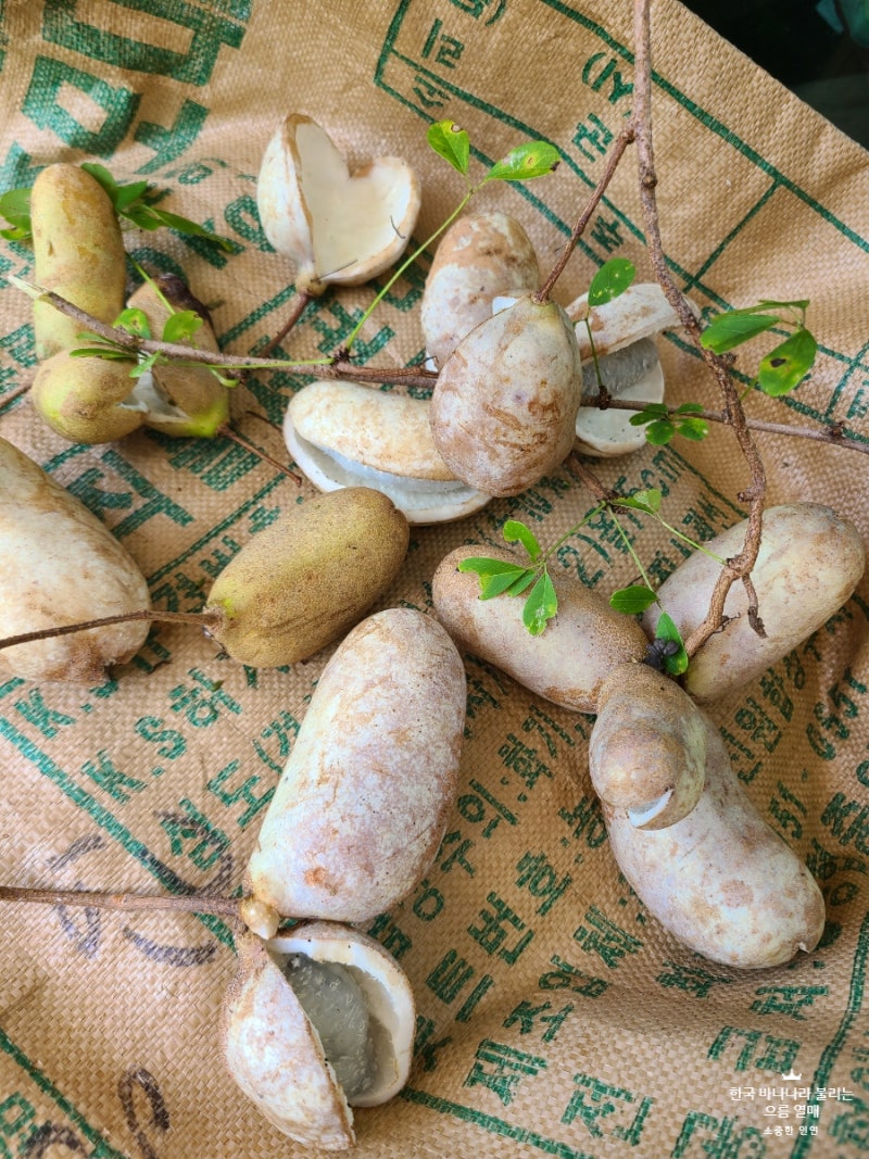 🍌한국 야생 바나나 으름열매(어름x) 과일 효능과 먹는방법(으름열매효소)/ 으름나무 꽃말🍌 : 네이버 블로그