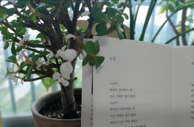 &lt;시&gt;  소금  류시화 바다의 상처