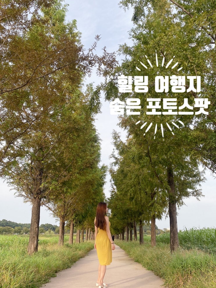  강릉 메타세콰이어길 경포생태저류지 사진찍기 좋은곳 힐링여행
