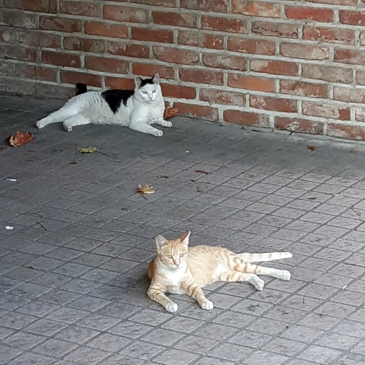  항문질환 치핵 병원 진료 후 경과 후기(Q&A)